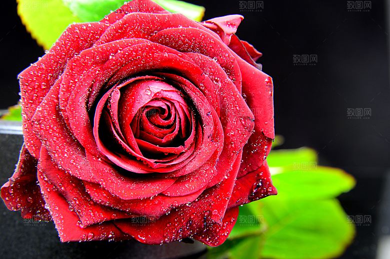 高清图库玫瑰花图片红白粉紫玫瑰花束素材
