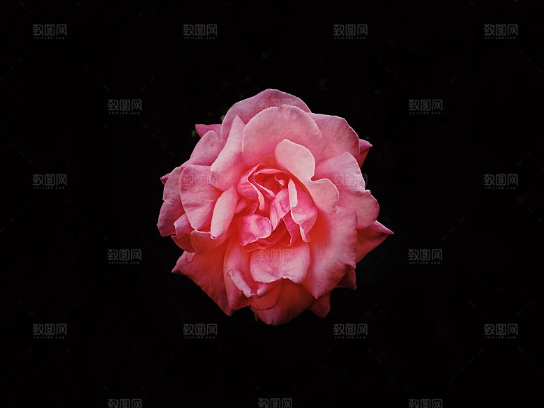 高清图库玫瑰花图片红白粉紫玫瑰花束素材