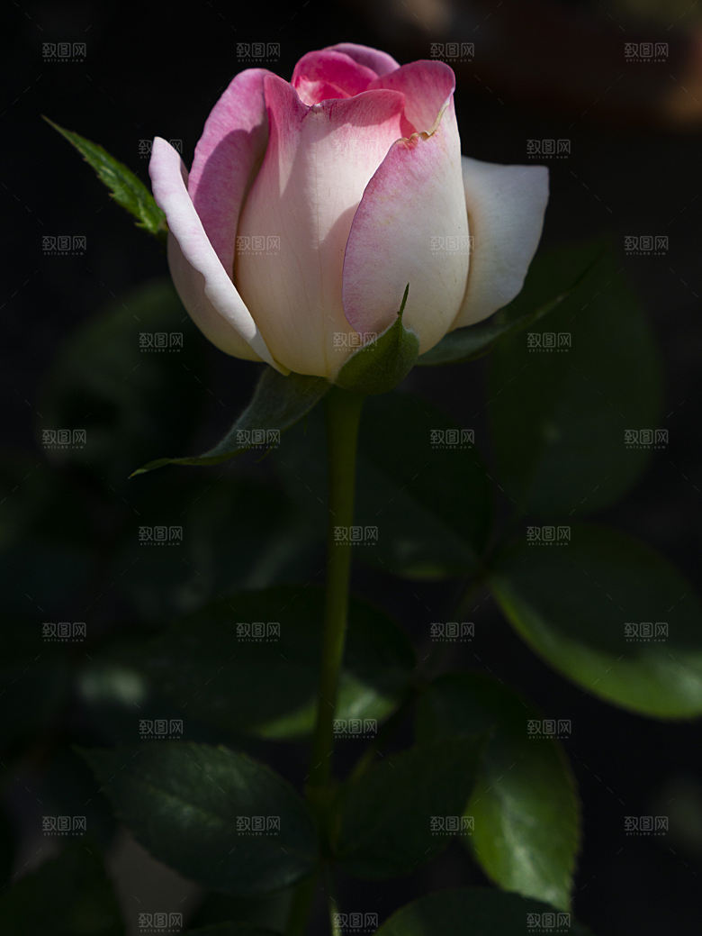 高清图库玫瑰花图片红白粉紫玫瑰花束