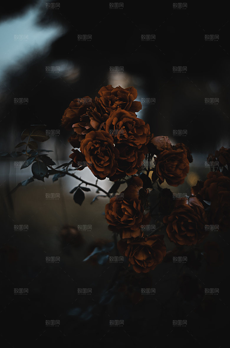 高清图库玫瑰花图片红白粉紫玫瑰花束