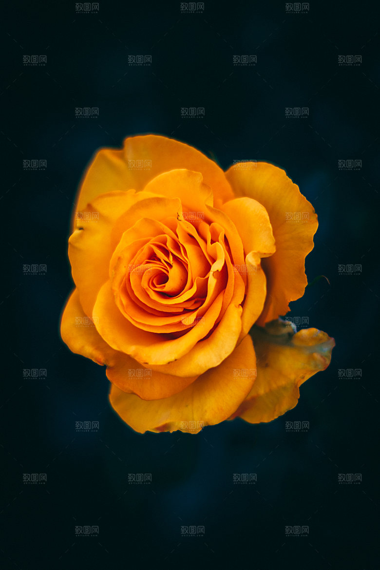 高清图库玫瑰花图片红白粉紫玫瑰花束