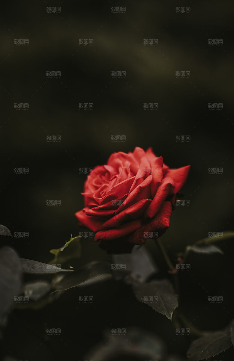 高清图库玫瑰花图片红白粉紫玫瑰花束