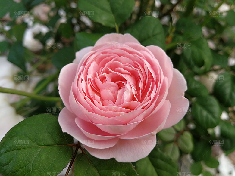 高清图库玫瑰花图片红白粉紫玫瑰花束素材