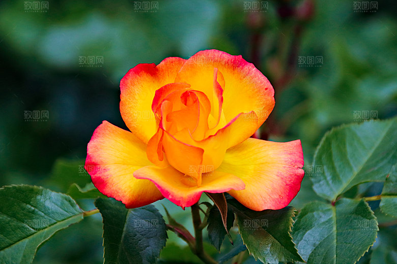 高清图库玫瑰花图片红白粉紫玫瑰花束素材