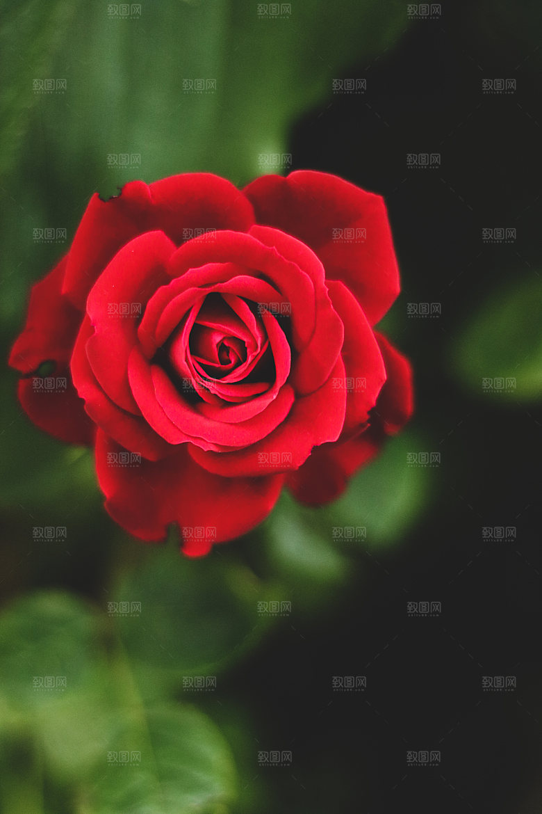 高清图库玫瑰花图片红白粉紫玫瑰花束