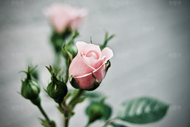 高清图库玫瑰花图片红白粉紫玫瑰花束