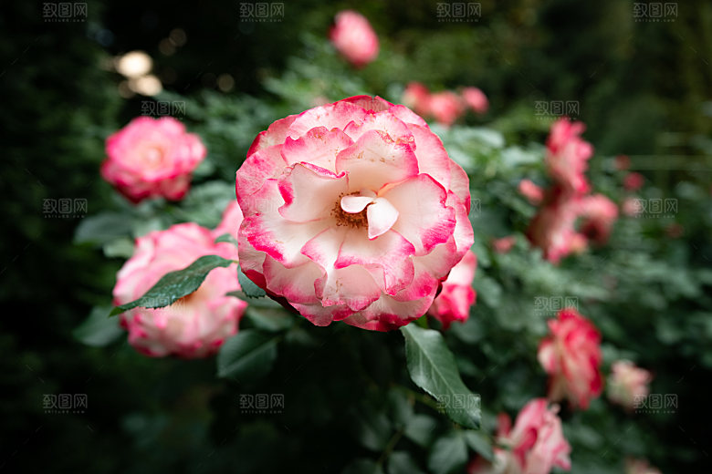 高清图库玫瑰花图片红白粉紫玫瑰花束