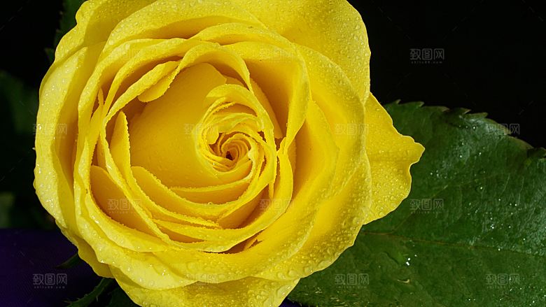 高清图库玫瑰花图片红白粉紫玫瑰花束