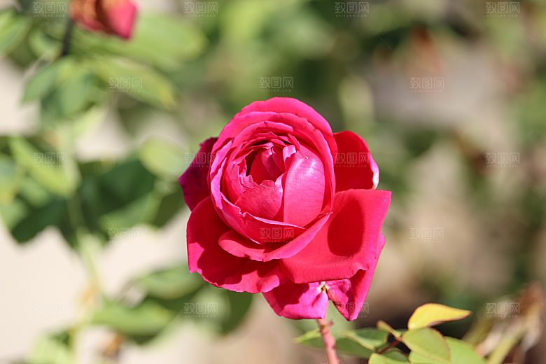 高清图库玫瑰花图片红白粉紫玫瑰花束素材
