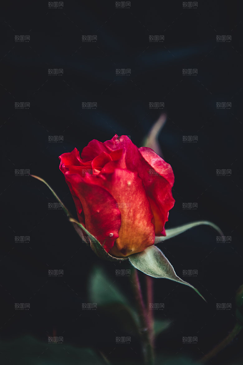 高清图库玫瑰花图片红白粉紫玫瑰花束素材