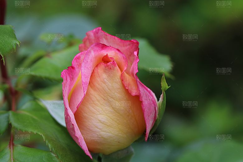 高清图库玫瑰花图片红白粉紫玫瑰花束素材