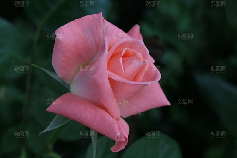 高清图库玫瑰花图片红白粉紫玫瑰花束素材