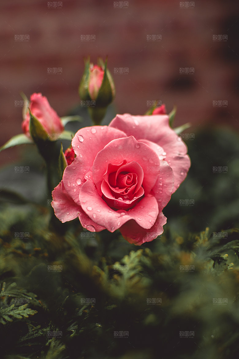 高清图库玫瑰花图片红白粉紫玫瑰花束素材