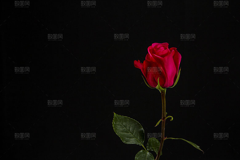 高清图库玫瑰花图片红白粉紫玫瑰花束素材