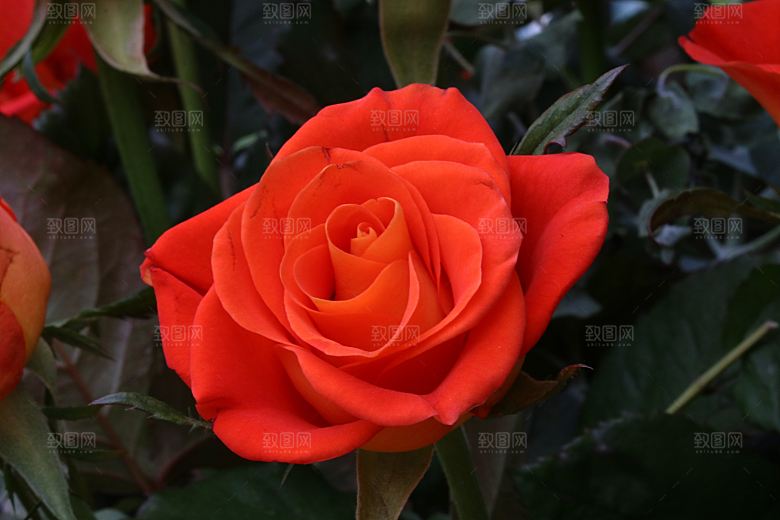 高清图库玫瑰花图片红白粉紫玫瑰花束素材