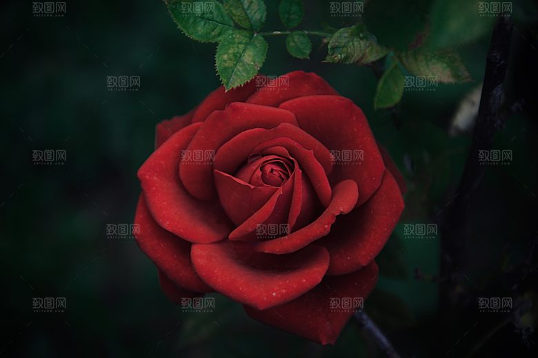 高清图库玫瑰花图片红白粉紫玫瑰花束素材
