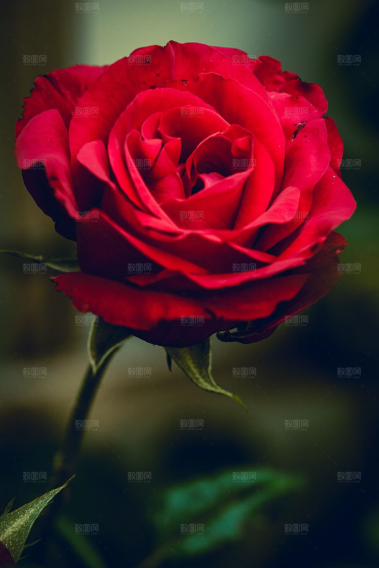 高清图库玫瑰花图片红白粉紫玫瑰花束