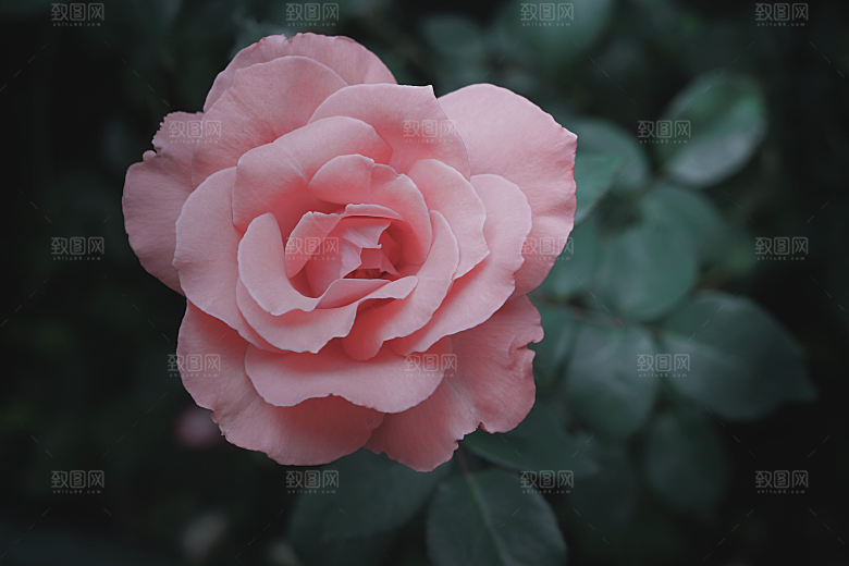 高清图库玫瑰花图片红白粉紫玫瑰花束