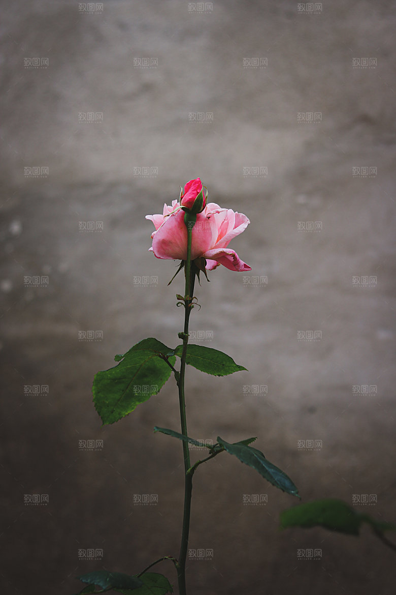 高清图库玫瑰花图片红白粉紫玫瑰花束