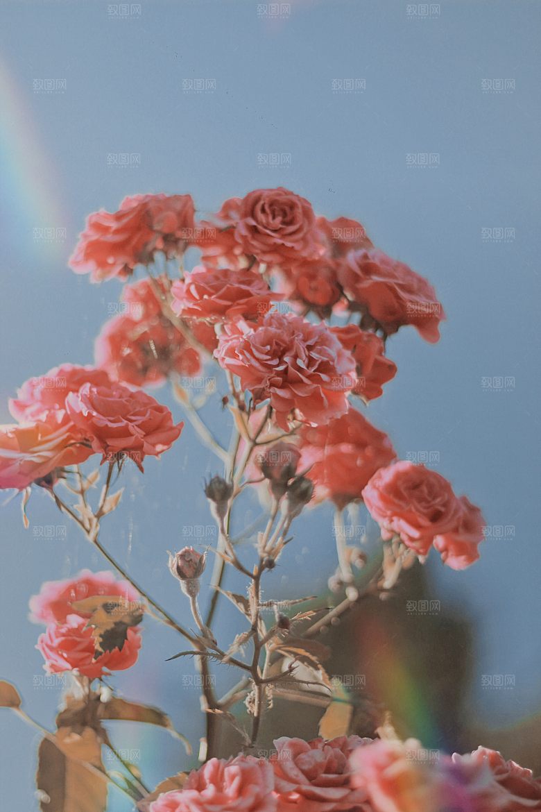 高清图库玫瑰花图片红白粉紫玫瑰花束