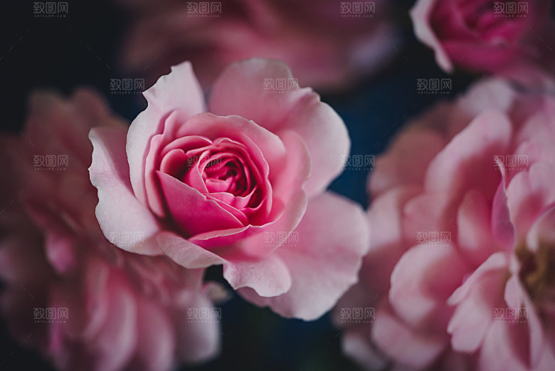 高清图库玫瑰花图片红白粉紫玫瑰花束素材