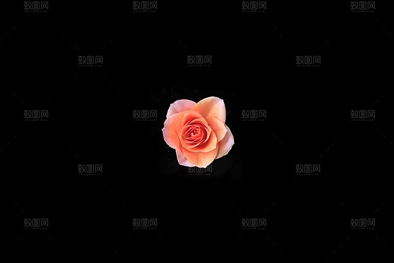 高清图库玫瑰花图片红白粉紫玫瑰花束素材
