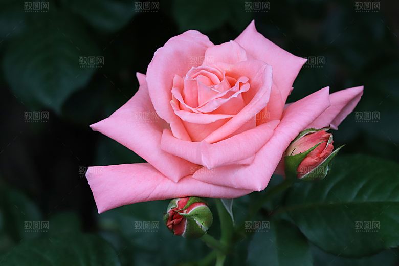 高清图库玫瑰花图片红白粉紫玫瑰花束素材
