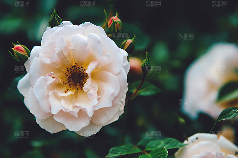 高清图库玫瑰花图片红白粉紫玫瑰花束素材