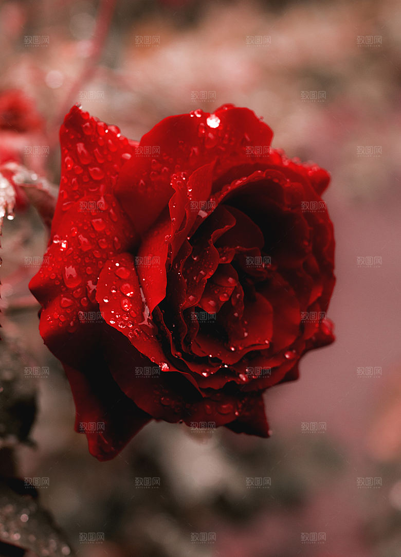 高清图库玫瑰花图片红白粉紫玫瑰花束素材