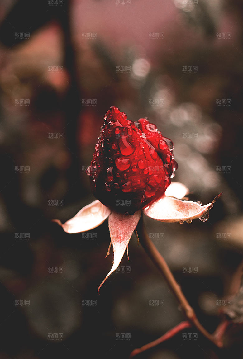 高清图库玫瑰花图片红白粉紫玫瑰花束