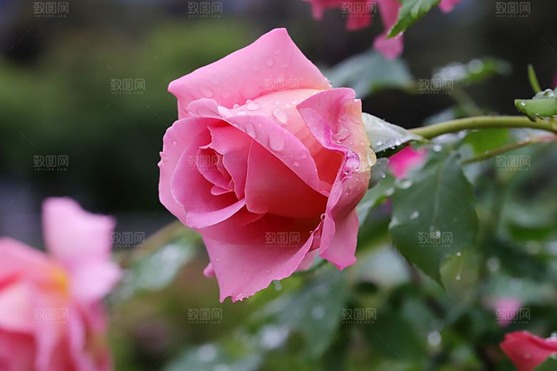高清图库玫瑰花图片红白粉紫玫瑰花束