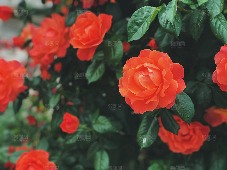 高清图库玫瑰花图片红白粉紫玫瑰花束