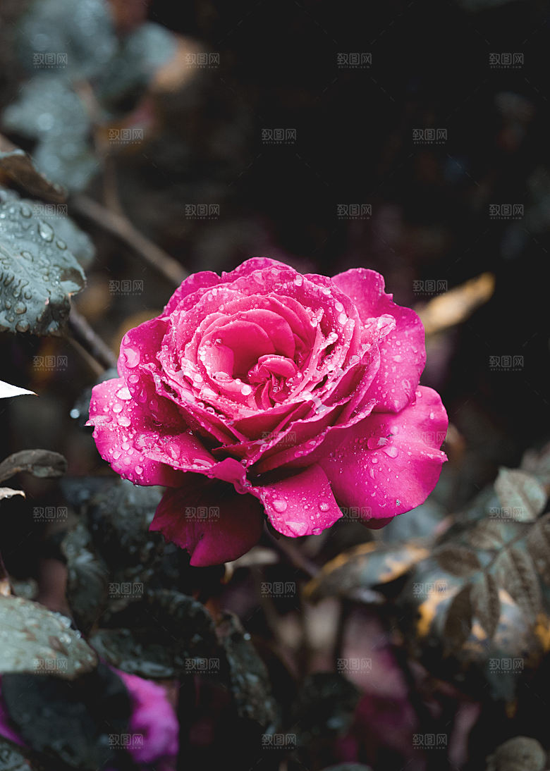 高清图库玫瑰花图片红白粉紫玫瑰花束