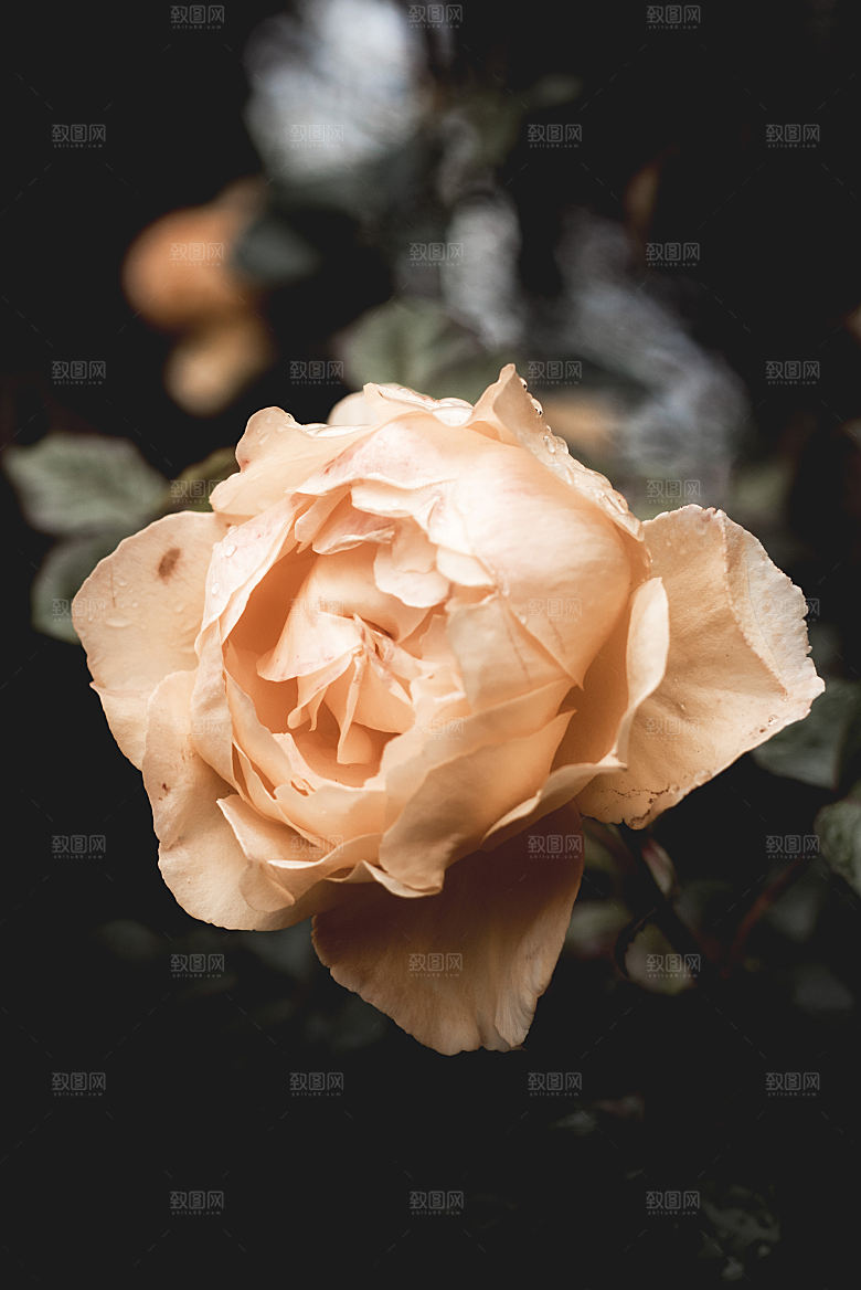 高清图库玫瑰花图片红白粉紫玫瑰花束