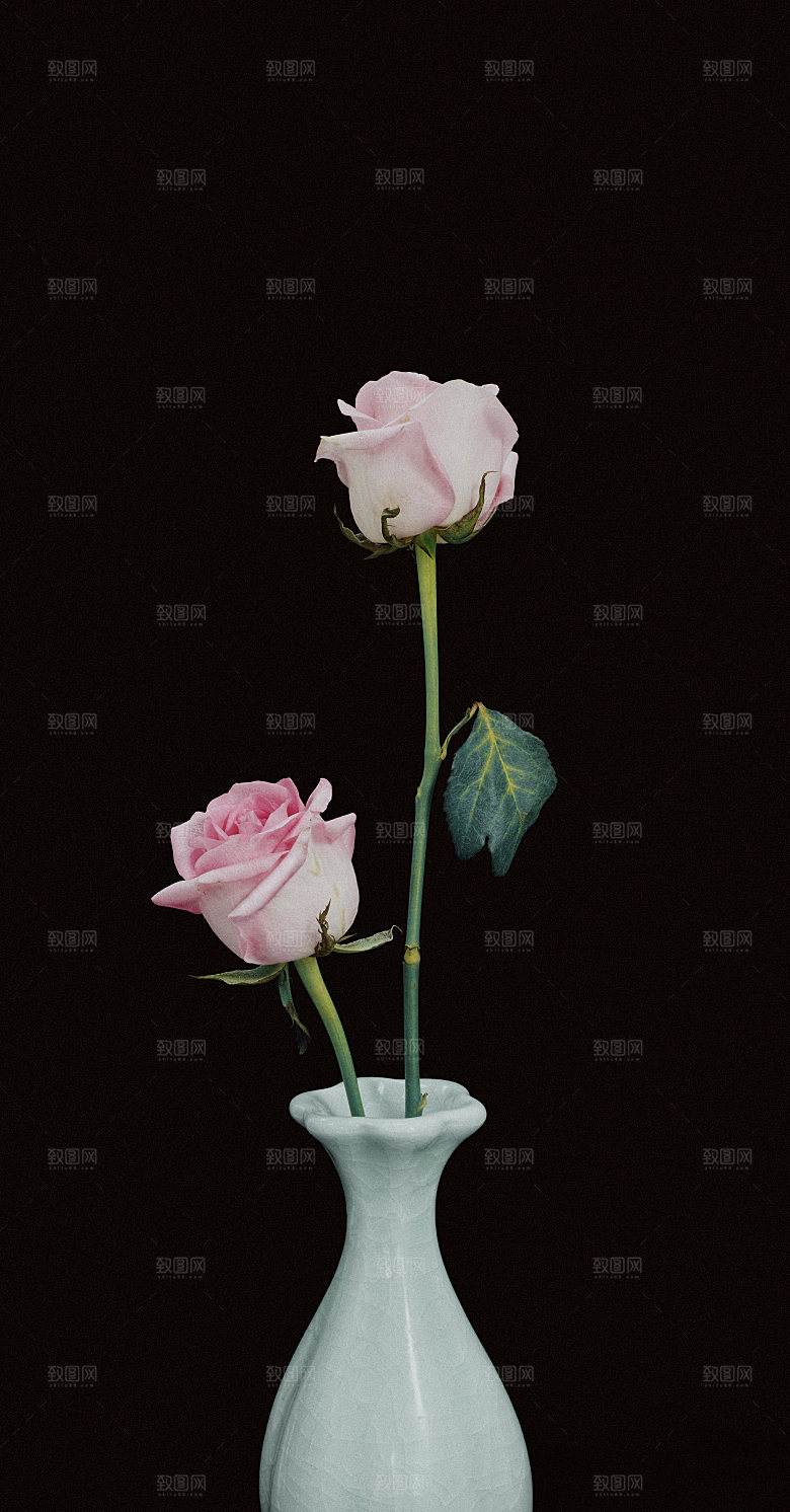 高清图库玫瑰花图片红白粉紫玫瑰花束素材