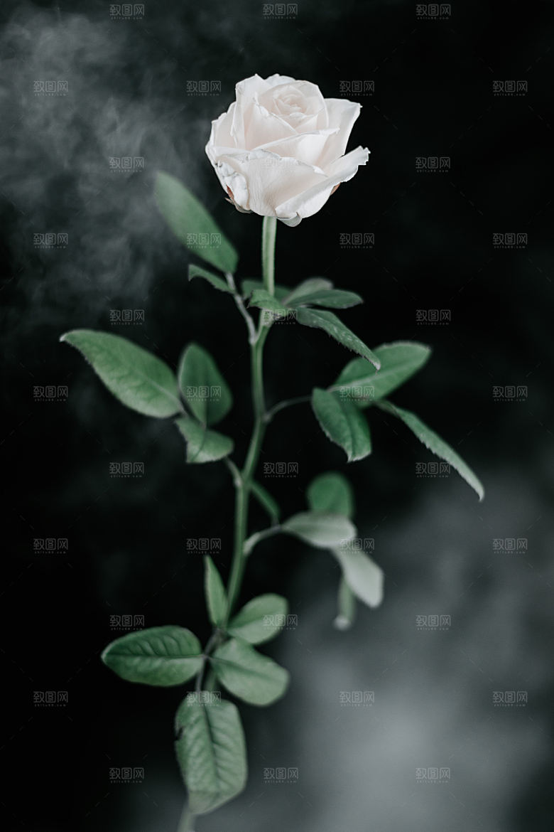 高清图库玫瑰花图片红白粉紫玫瑰花束素材