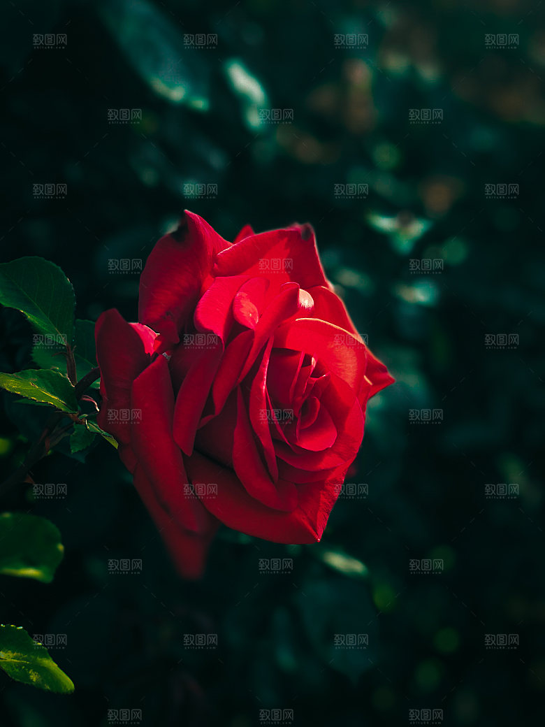 高清图库玫瑰花图片红白粉紫玫瑰花束素材