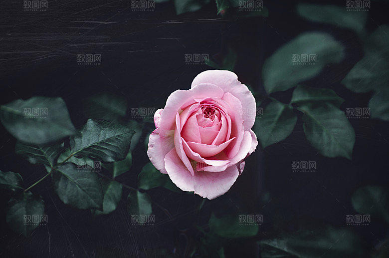 高清图库玫瑰花图片红白粉紫玫瑰花束素材