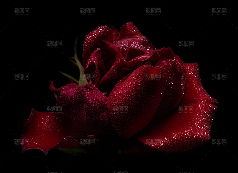 高清图库玫瑰花图片红白粉紫玫瑰花束素材