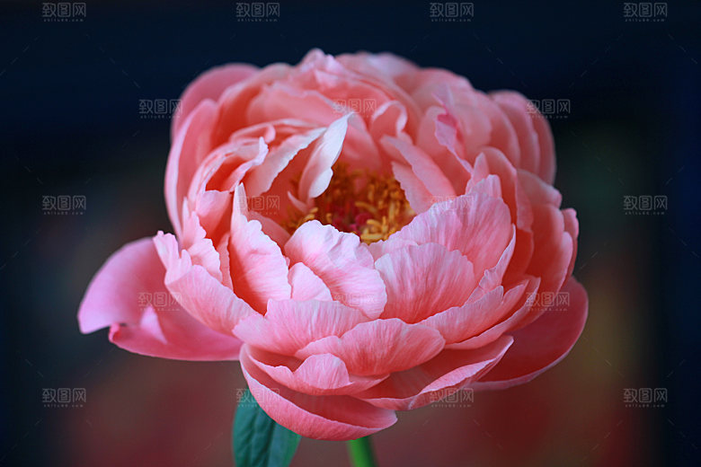 高清图库玫瑰花图片红白粉紫玫瑰花束素材