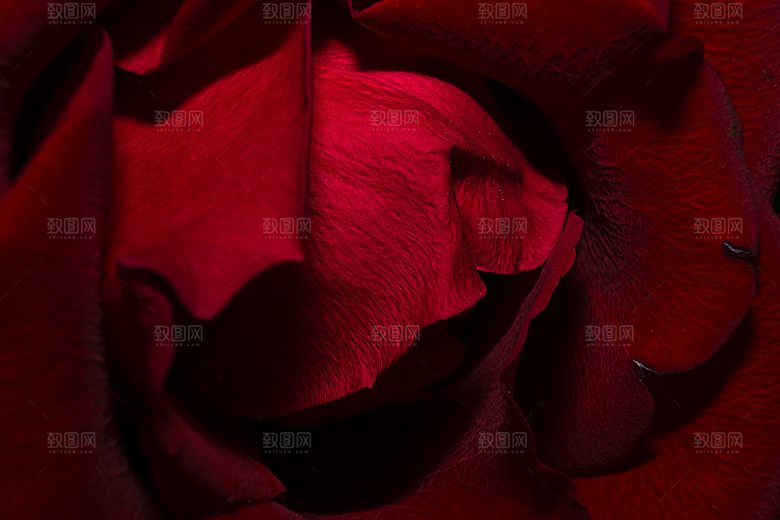 高清图库玫瑰花图片红白粉紫玫瑰花束素材