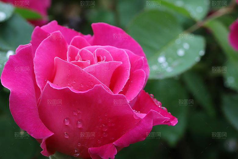 高清图库玫瑰花图片红白粉紫玫瑰花束