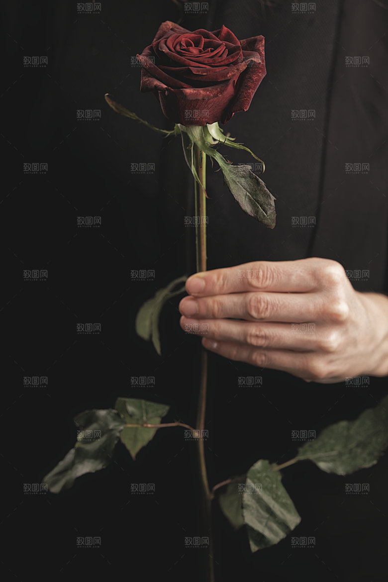 高清图库玫瑰花图片红白粉紫玫瑰花束