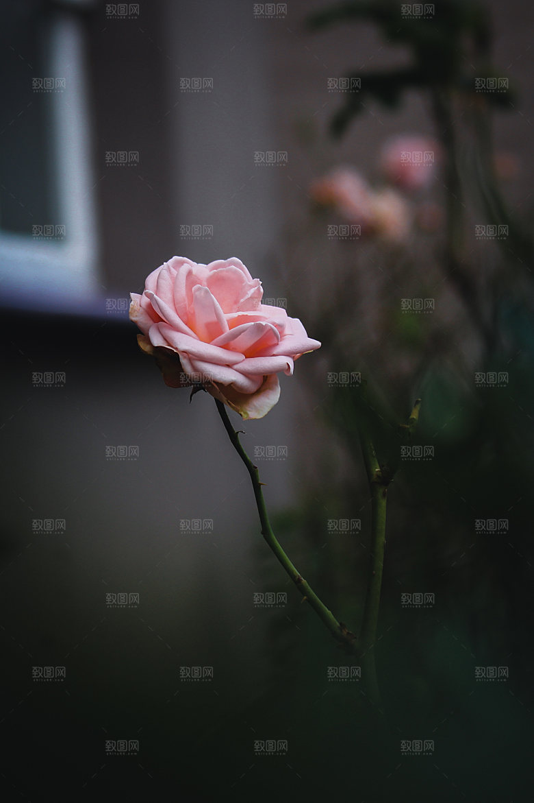 高清图库玫瑰花图片红白粉紫玫瑰花束素材