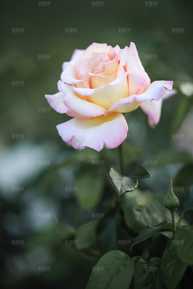 高清图库玫瑰花图片红白粉紫玫瑰花束素材