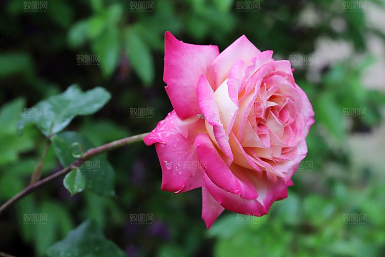 高清图库玫瑰花图片红白粉紫玫瑰花束素材