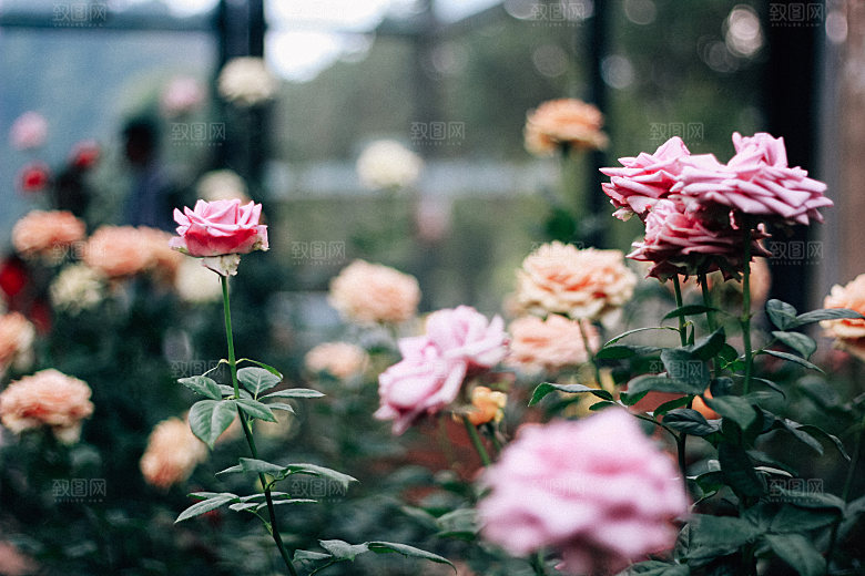 高清图库玫瑰花图片红白粉紫玫瑰花束素材