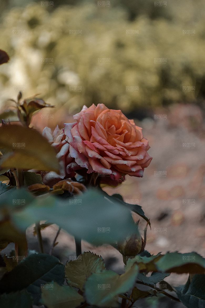 高清图库玫瑰花图片红白粉紫玫瑰花束素材
