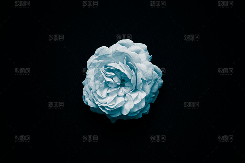高清图库玫瑰花图片红白粉紫玫瑰花束