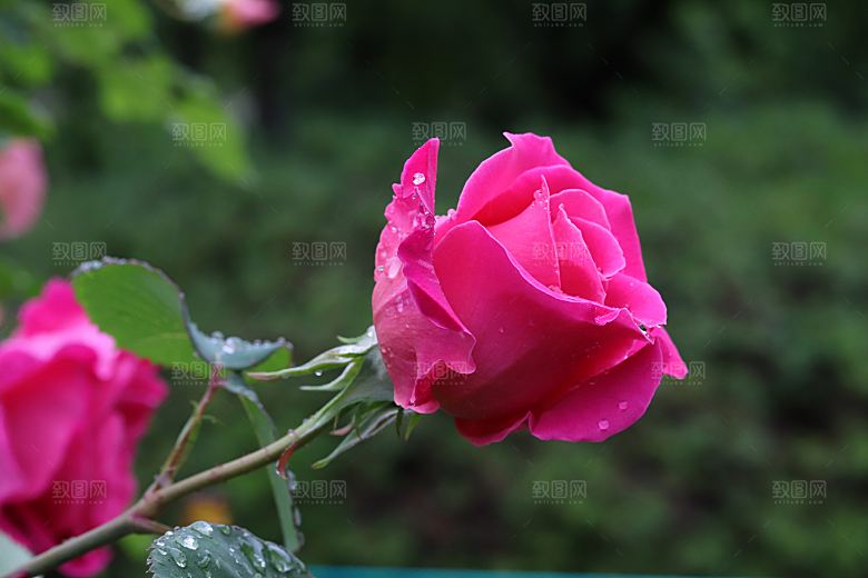 高清图库玫瑰花图片红白粉紫玫瑰花束素材